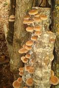North Spore Shiitake Mushroom Sawdust Spawn Review