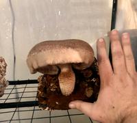 North Spore Organic Shiitake Mushroom Sawdust Spawn Review