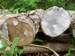 North Spore Shiitake Mushroom Sawdust Spawn Review