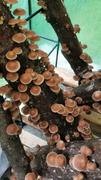North Spore Shiitake Mushroom Sawdust Spawn Review
