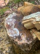 North Spore Shiitake Mushroom Sawdust Spawn (5.5 lbs) Review