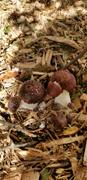 North Spore Organic Wine Cap Mushroom Sawdust Spawn Review