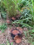 North Spore Wine Cap Mushroom Sawdust Spawn Review