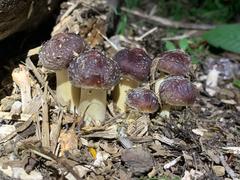 North Spore Wine Cap Mushroom Sawdust Spawn (5.5 lbs) Review