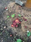 North Spore Organic Wine Cap Mushroom Sawdust Spawn Review