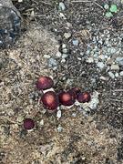 North Spore Organic Wine Cap Mushroom Sawdust Spawn Review