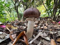 North Spore Organic Wine Cap Mushroom Sawdust Spawn Review