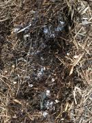 North Spore Blue Oyster Mushroom Sawdust Spawn (5.5 lbs) Review