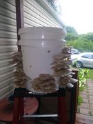 North Spore Organic Blue Oyster Mushroom Sawdust Spawn Review