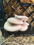North Spore Organic Blue Oyster Mushroom Sawdust Spawn Review