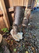 North Spore Snow Oyster Mushroom Sawdust Spawn Review