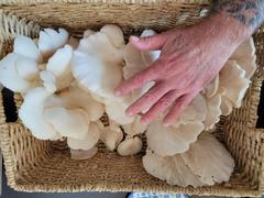 North Spore Organic Snow Oyster Mushroom Sawdust Spawn Review