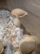 North Spore Organic Shiitake Mushroom Grow Kit Fruiting Block Review
