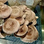 North Spore Shiitake Mushroom Grow Kit Fruiting Block Review