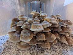 North Spore Shiitake Mushroom Ready-to-Grow Fruiting Block Kit Review