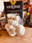 North Spore Lion's Mane Mushroom Spray & Grow Kit Review