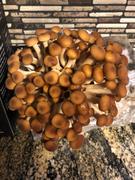 North Spore Pioppino Mushroom Ready-to-Grow Fruiting Block Kit Review