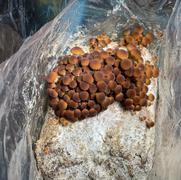 North Spore Pioppino Mushroom Ready-to-Grow Fruiting Block Kit Review
