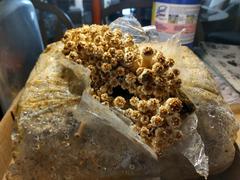 North Spore Chestnut Mushroom Grow Kit Fruiting Block Review
