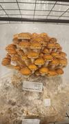 North Spore Organic Chestnut Mushroom Grow Kit Fruiting Block Review
