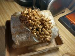 North Spore Chestnut Mushroom Grow Kit Fruiting Block Review