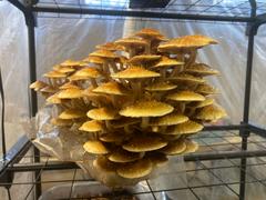 North Spore Chestnut Mushroom Grow Kit Fruiting Block Review