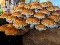 North Spore Chestnut Mushroom Grow Kit Fruiting Block Review