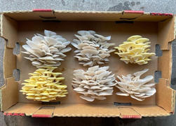 North Spore Organic Blue Oyster Mushroom Grain Spawn Review