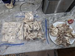 North Spore Organic Blue Oyster Mushroom Grain Spawn Review