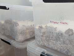 North Spore Organic Blue Oyster Mushroom Grain Spawn Review