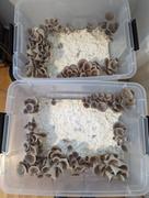 North Spore 6 lb. Organic Blue Oyster Mushroom Grain Spawn Review
