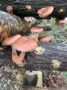 North Spore Shiitake Mushroom Plug Spawn Review
