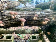 North Spore Shiitake Mushroom Plug Spawn Review