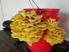 North Spore Organic Golden Oyster Mushroom Grain Spawn Review