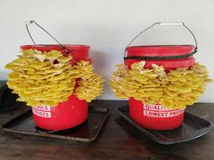 North Spore Organic Golden Oyster Mushroom Grain Spawn Review