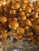North Spore Organic Nameko Mushroom Grain Spawn Review