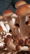 North Spore Organic Pioppino Mushroom Grain Spawn Review