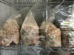 North Spore Organic Chestnut Mushroom Grain Spawn Review
