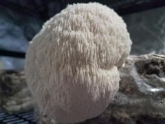 North Spore Organic Lion's Mane Mushroom Grain Spawn Review