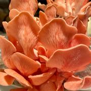 North Spore Pink Oyster Mushroom Grain Spawn - Certified Organic (6 lbs) Review