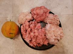 North Spore Organic Pink Oyster Mushroom Grain Spawn Review