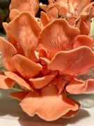 North Spore Organic Pink Oyster Mushroom Grain Spawn Review