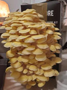 North Spore Golden Oyster ‘Spray & Grow’ Mushroom Growing Kit Review