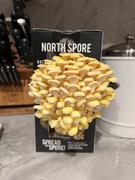 North Spore Golden Oyster ‘Spray & Grow’ Mushroom Growing Kit Review