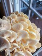 North Spore Golden Oyster Mushroom Spray & Grow Kit Review