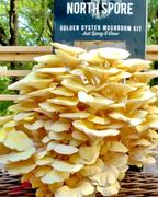North Spore Golden Oyster Mushroom Spray & Grow Kit Review