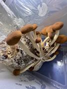 North Spore ‘Wood Lovr’ Organic Hardwood-Based Sterile Mushroom Substrate Review