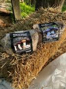 North Spore Organic Blewit Mushroom Sawdust Spawn Review