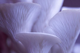 North Spore ‘BoomRoom’ Automated Mushroom Martha Tent Grow Kit Review