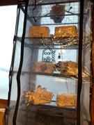 North Spore ‘BoomRoom’ Automated Mushroom Martha Tent Grow Kit Review